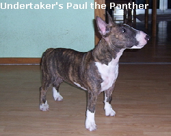 Undertaker's Paul the Panther