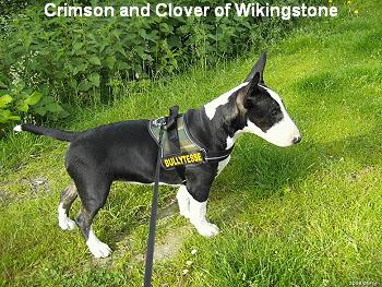 Crimson and Clover of Wikingstone